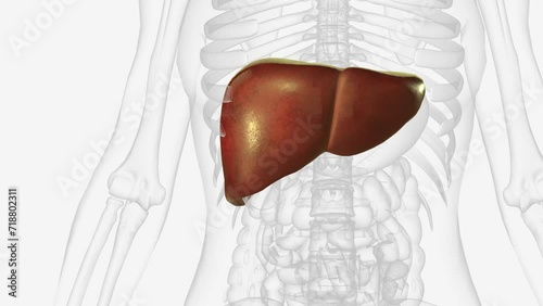 The liver is a large organ in the abdomen that performs many important bodily functions, including blood filtering.