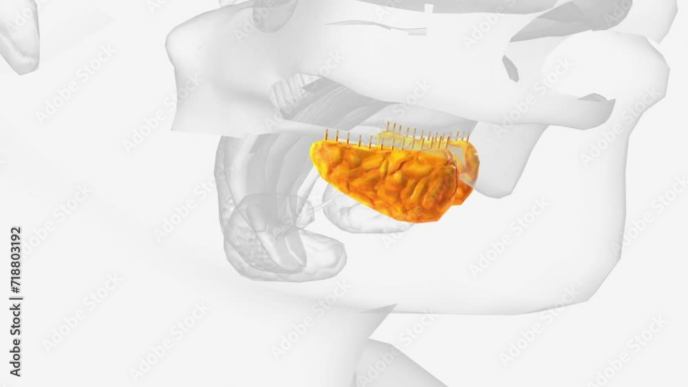 Sublingual glands and ducts 3d medical