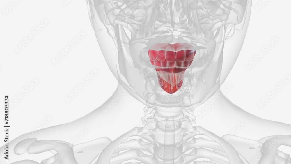 The tongue is a muscular organ in the mouth of a typical tetrapod . The tongue is a muscular organ in the mouth of a typical tetrapod .