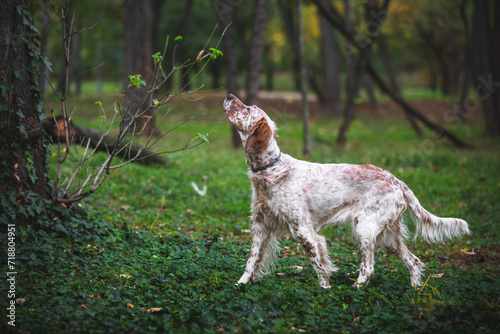 Young female Orange Belton English Setter  hunting. Beautiful hunting dog is standing in a point in the woods . Selective focus