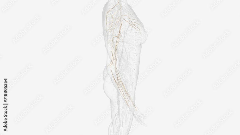Collateral nerves of right upper limb . Collateral nerves of right upper limb .