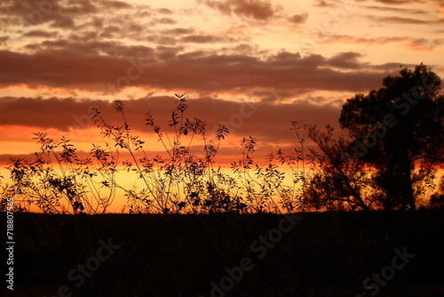 View from behind the bushes to a colorful yellow-purple sunset on a summer evening