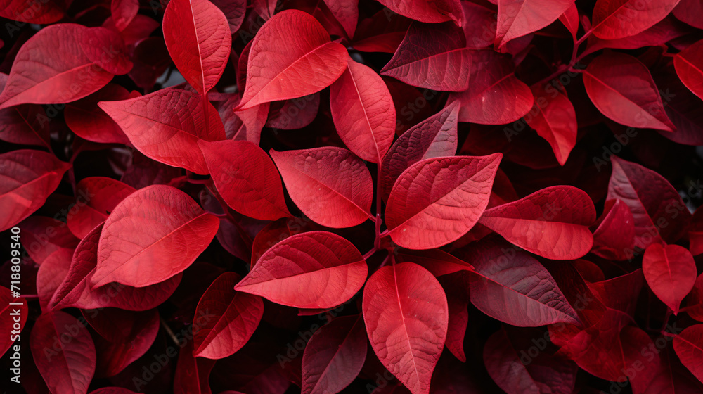 Thick red leaves on a bush in the park leaf
