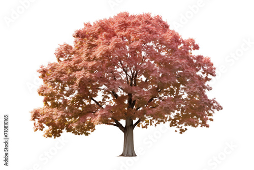 Sweetgum Tree Isolated on Transparent Background