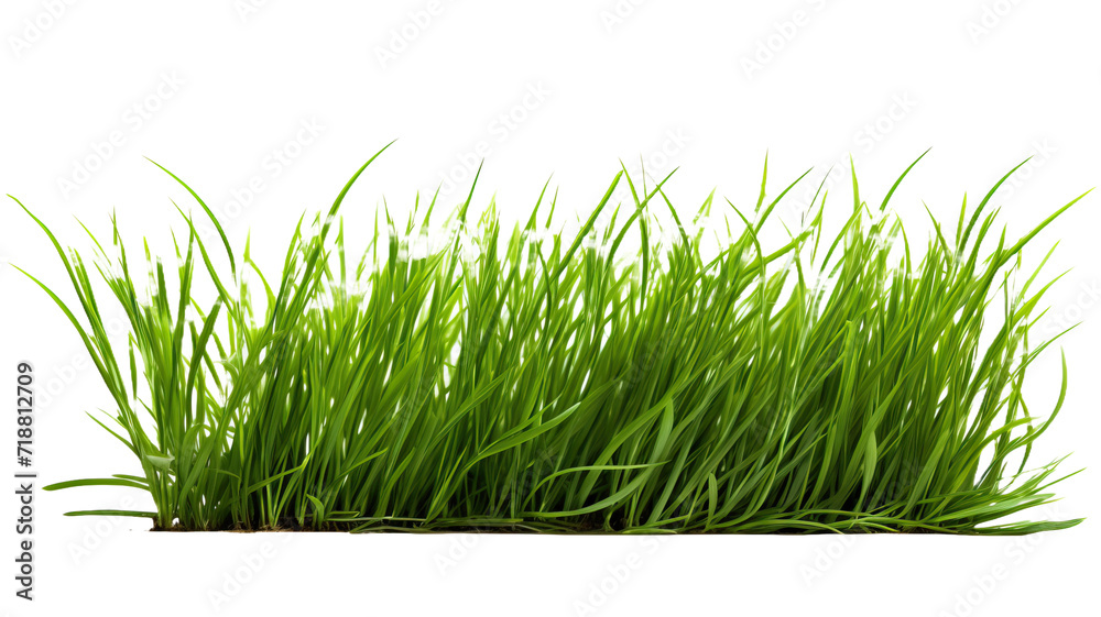 green grass isolated on white background green grass isolated on white background
