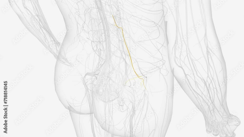 The genitofemoral nerve is a branch of the lumbar plexus that carries fibers from the anterior rami of spinal nerves L1 and L2. The genitofemoral nerve is a branch of the lumbar plexus that carries fibers from the anterior rami of spinal nerves L1 and L2.