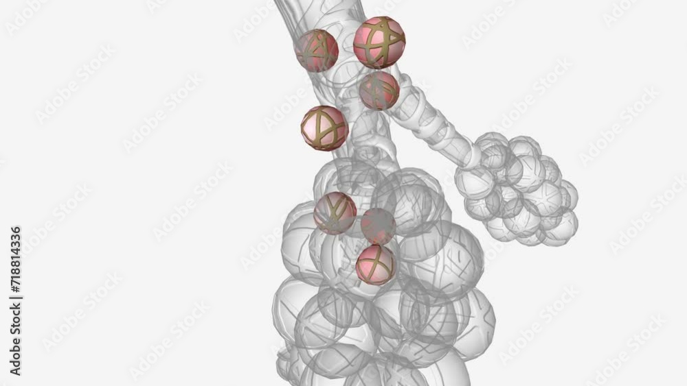 Alveoli are tiny, balloon-shaped air sacs located at the end of the bronchioles, the branch-like tubes in the lungs . Alveoli are tiny, balloon-shaped air sacs located at the end of the bronchioles, the branch-like tubes in the lungs .