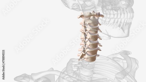 The cervical spine (neck region) consists of seven bones (C1-C7 vertebrae), which are separated from one another by intervertebral discs . photo