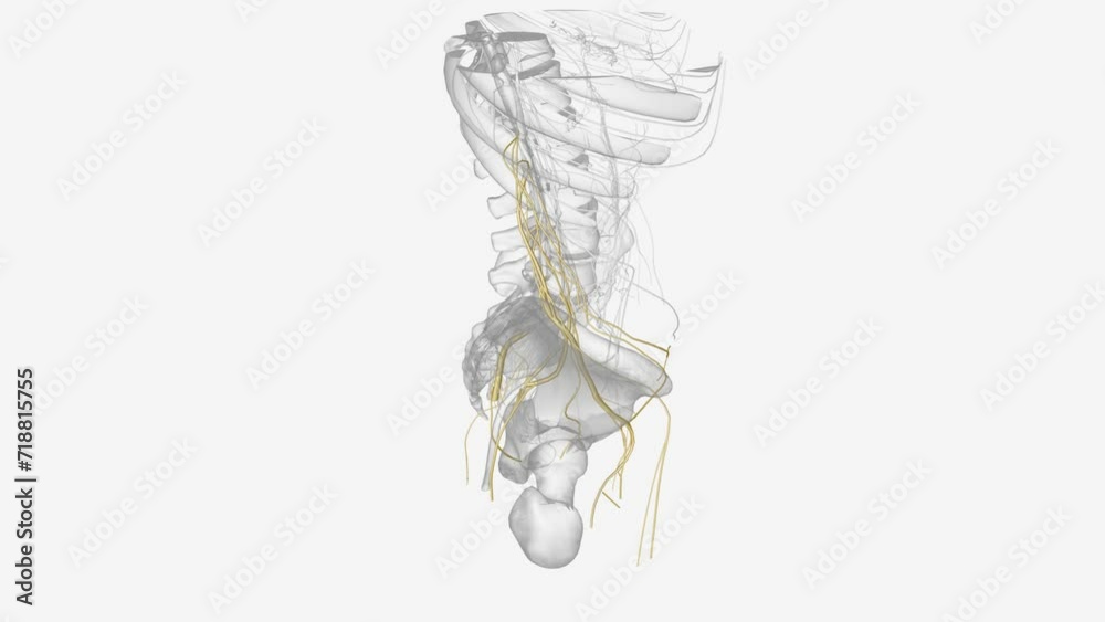 Nerves of right pelvis and Iower limb . Nerves of right pelvis and Iower limb .