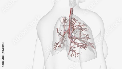 The tracheobronchial tree is composed of tubular structures of varying sizes that conduct air and secretions . photo