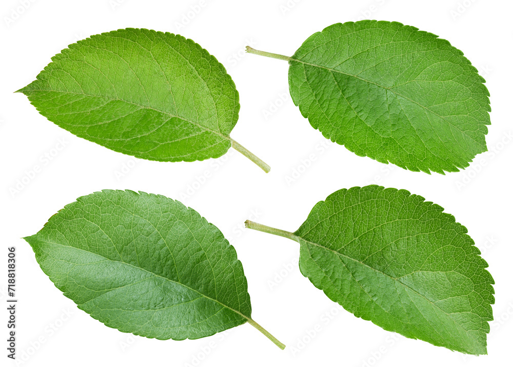 Apple leaf isolated on white background Apple leaf isolated on white background