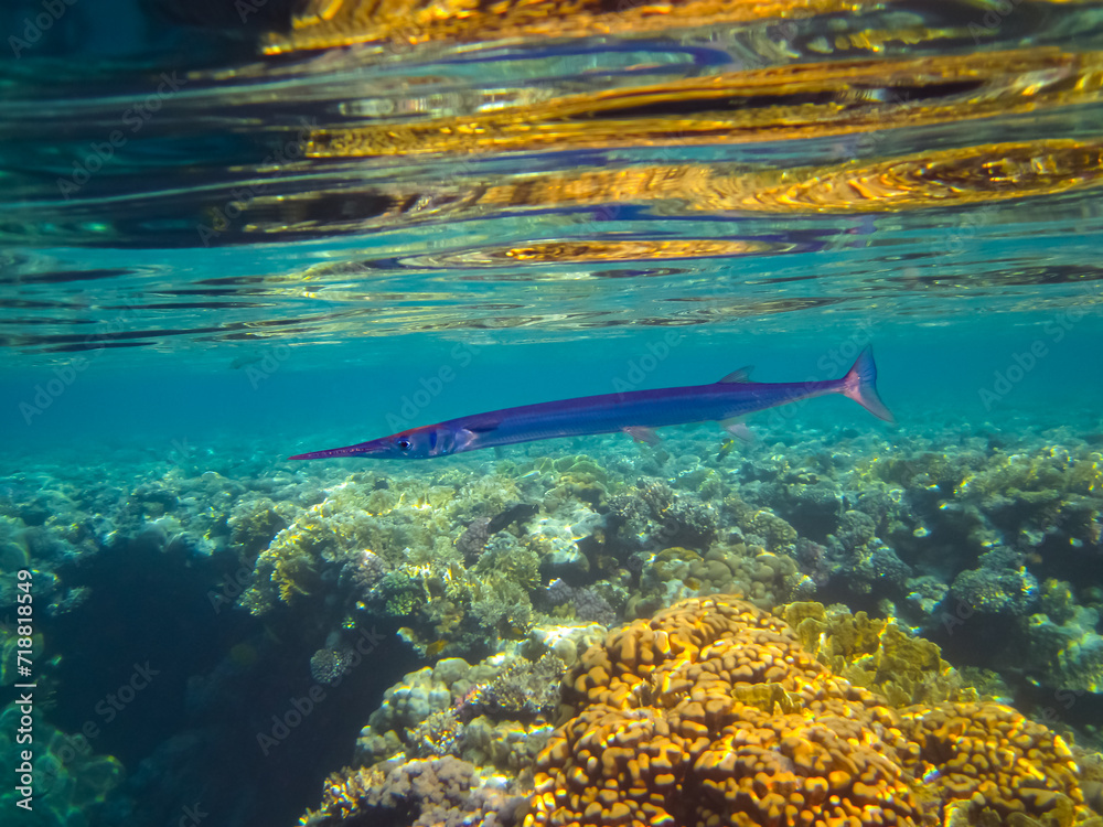 Fototapeta premium Crocodile garfish in the coral reef of the Red Sea