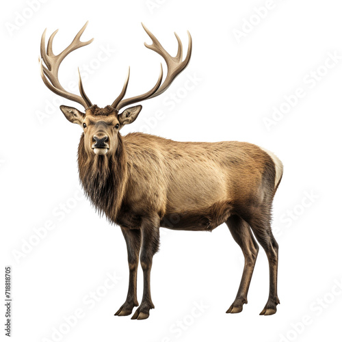 Elk clip art