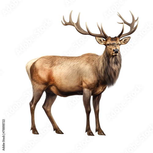 Elk clip art