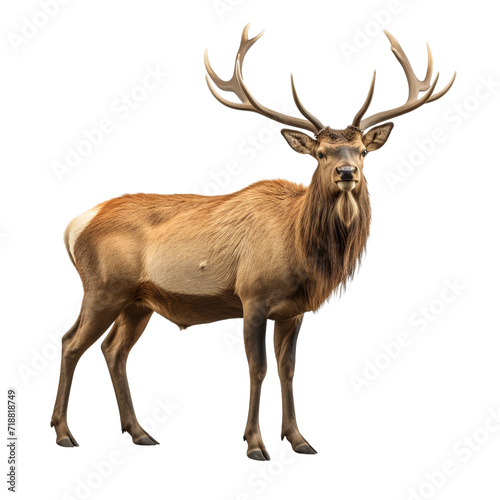 Elk clip art