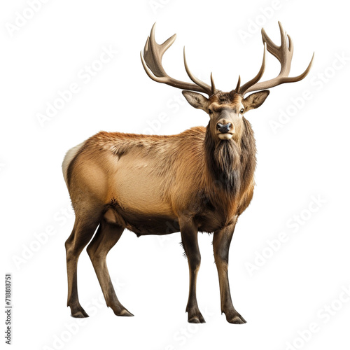 Elk clip art