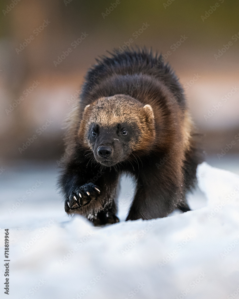 Obraz premium wolverine walking on snow, visible claws
