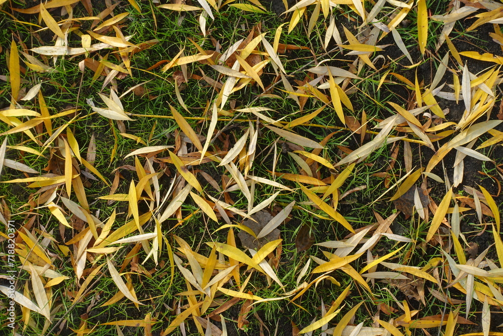 Fallen leaves of willow on green grass in November