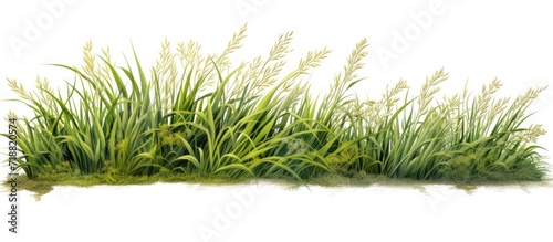 The realistic grass silhouettes from nature on a white background give the impression of a lush and thriving landscape, adding depth and vibrancy to the scene. © Sona
