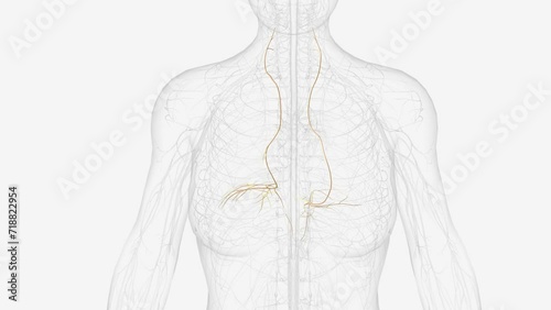 The phrenic nerve is a bilateral, mixed nerve that originates in the neck and descends through the thorax to reach the diaphragm .