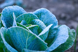 close-up of cabbage