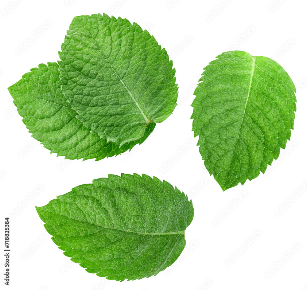 Mint leaf isolated clipping path Mint leaf isolated clipping path