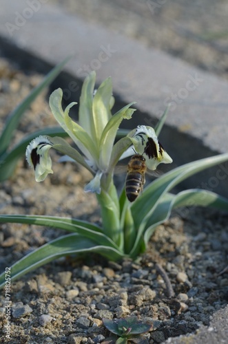 Spring blooming Iris (Juno) kuschakewiczii photo