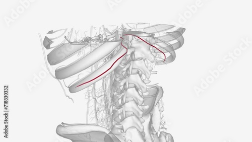 The subcostal arteries, so named because they lie below the last ribs, constitute the lowest pair of branches derived from the thoracic aorta . photo