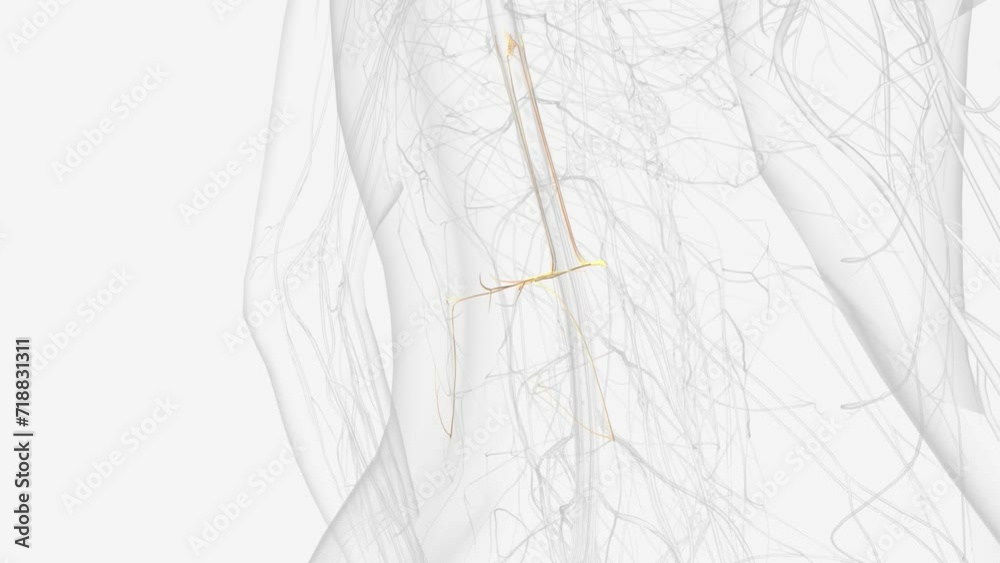 L2, L3 and L4 spinal nerves provide sensation to the front part of your thigh and inner side of your lower leg . L2, L3 and L4 spinal nerves provide sensation to the front part of your thigh and inner side of your lower leg .