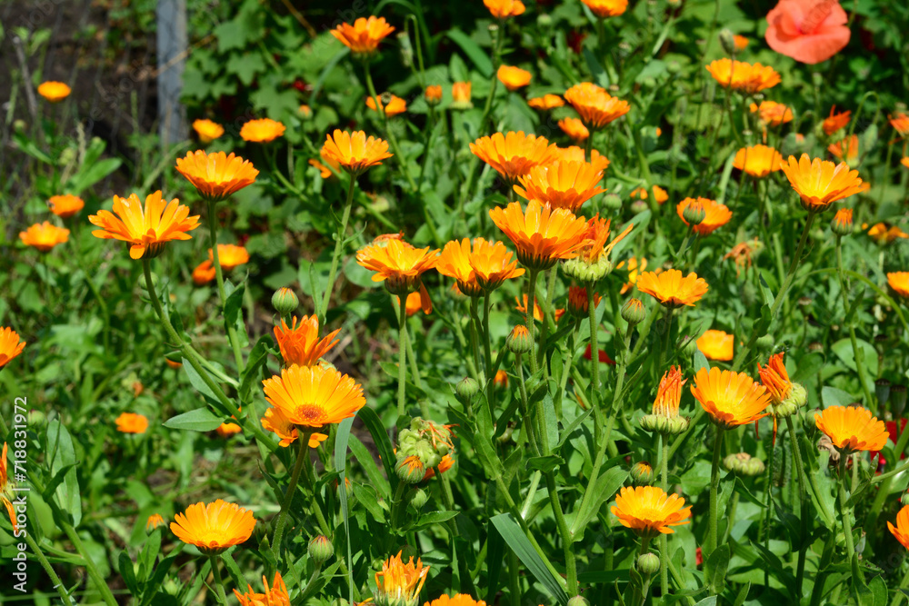 Pot marigold are excellent flowers for bees and pollinators. Calendula officinalis or Pot Marigold, Common Marigold, Scotch Marigold, Ruddles.