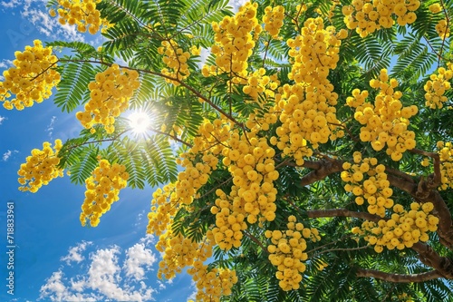 A mimosa tree in full bloom, its branches laden with fluffy yellow flowers and rich green foliage, set in a serene garden setting, symbolizing joy and renewal, bright and lively photo