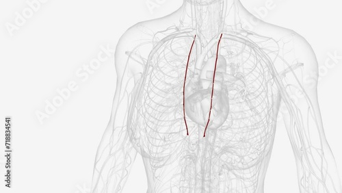 The internal thoracic artery (internal mammary artery) is a long, paired vessel that originates from the proximal part of the subclavian artery photo