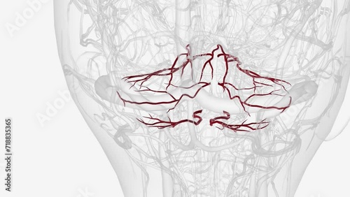 A cerebellar artery is an artery that provides blood to the cerebellum. Cerebellar artery . photo