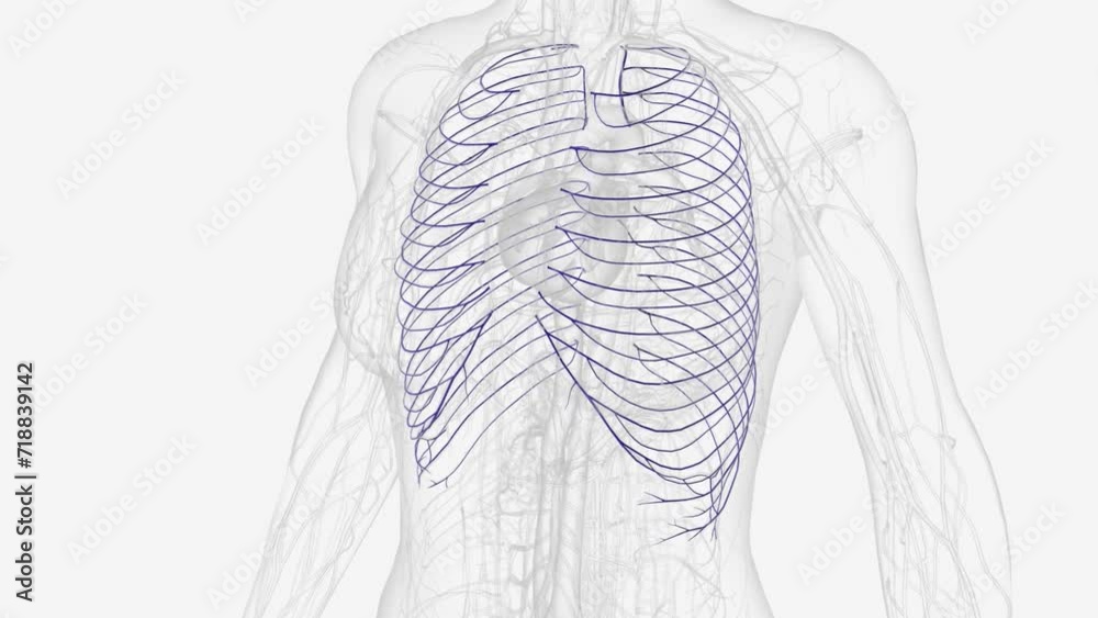 The posterior intercostal veins are veins that drain the intercostal