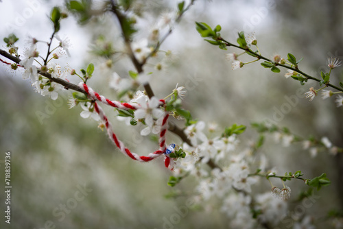 Martenitsa being hang on a blossomed tree blossom to celebrate March 1 first spring in Bulgaria. Tradition to welcome springtime.