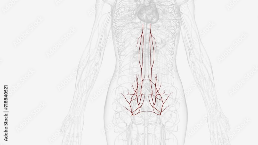 Arterial supply to the abdomen is by the branches of the abdominal aorta . Arterial supply to the abdomen is by the branches of the abdominal aorta .