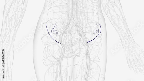 circumflex iliac vein is formed by the union of the venae comitantes of the deep iliac circumflex artery, and joins the external iliac vein photo