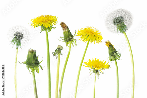  Blooming dandelions isolated on white background, different stages of flowering photo