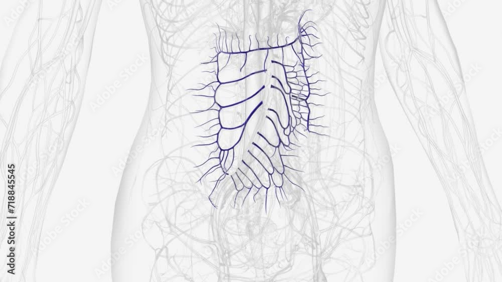 Branches of superior mesenteric vein . Branches of superior mesenteric vein .