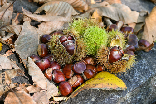 Bosque de Castañas