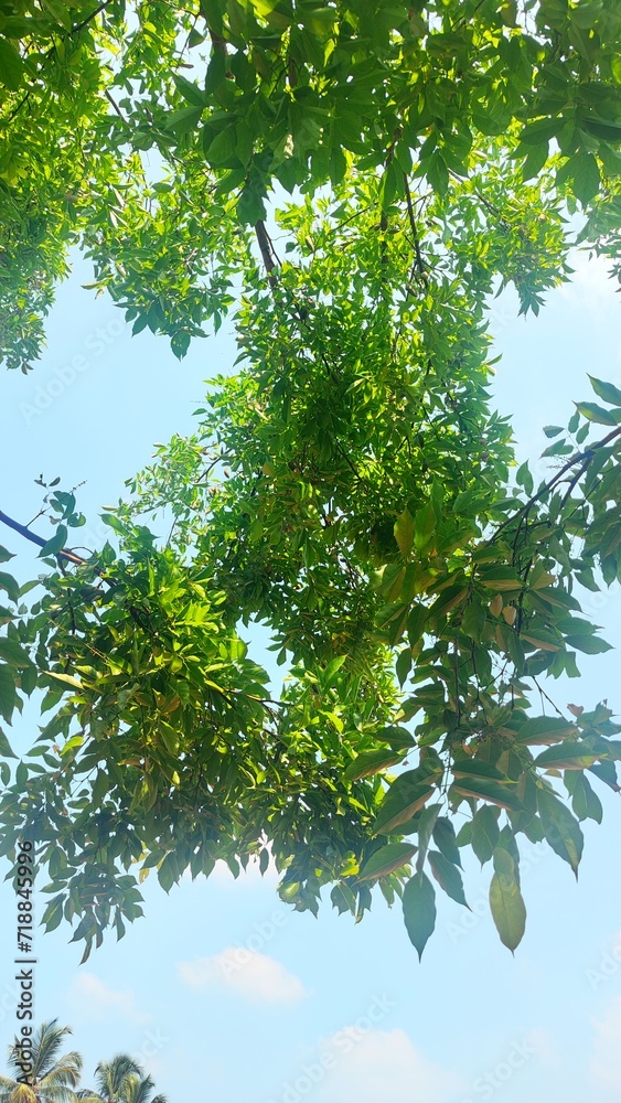 Fototapeta premium green pine branches