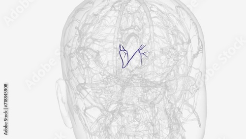 The internal cerebral veins are paired, paramedian veins which course posteriorly along the roof of the third ventricle, photo