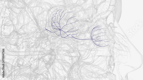 Retinal vein occlusion is a blockage of the small veins that carry blood away from the retina .