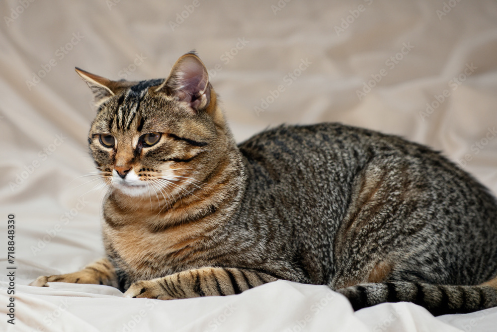 cat on a blanket. a large fluffy tricolor cat lies on a light blanket, view from afar, animal concept
