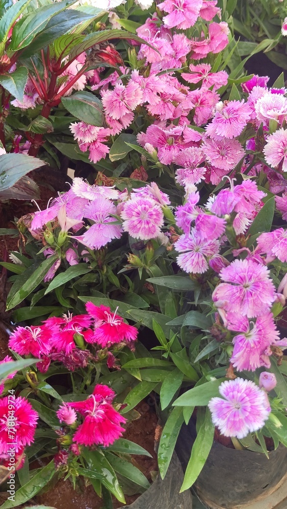 pink flowers