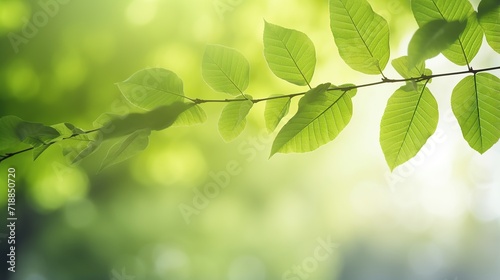 Concept of nature view of green leaves on blurred greenery background in garden ,natural greenery background, ecology, fresh wallpaper. © ellisa_studio