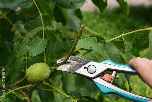 Gardener pruning walnut tree in summer.
