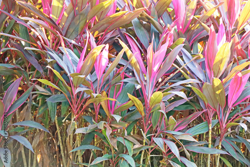 Colorful cordyline leaves(Cordyline terminalis cv.Aichiaka) photo
