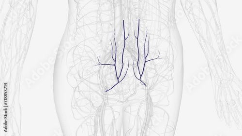 In human anatomy, the inferior epigastric artery is an artery that arises from the external iliac artery . photo