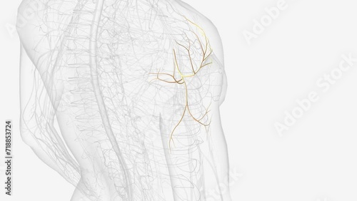 axillary nerve and terminal branches . photo